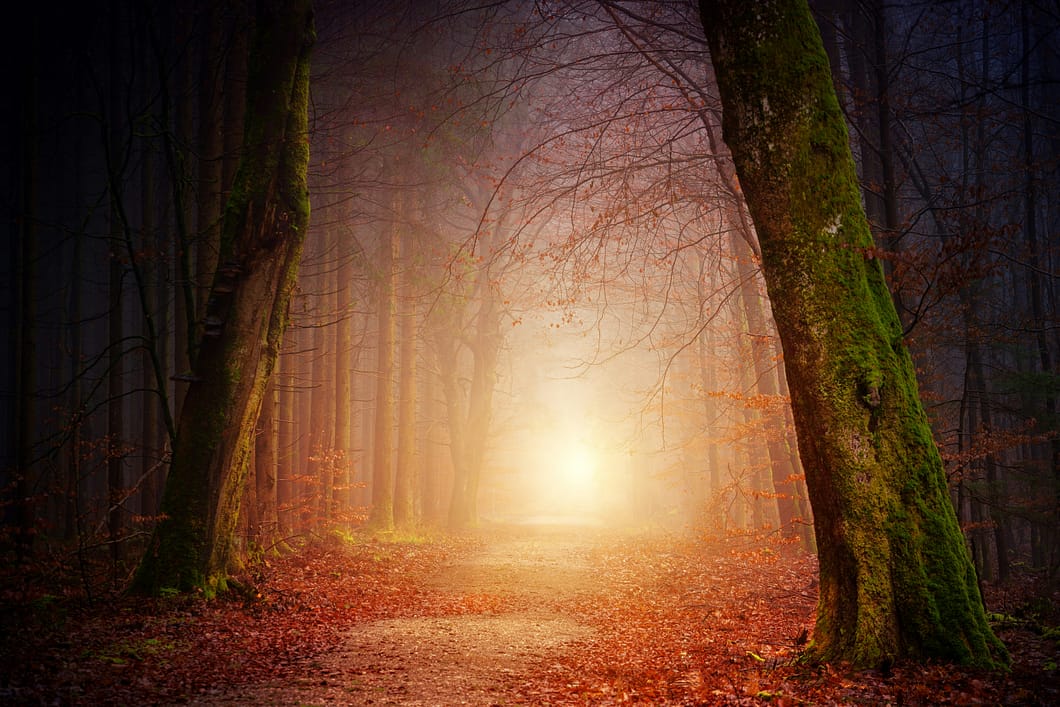 a path through a forest with trees and fog